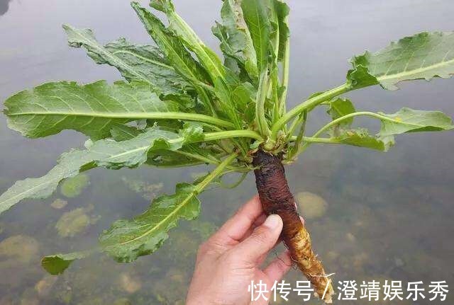 舌头|1种野草叫牛舌头,好多人上山排队挖,竟然有大作用