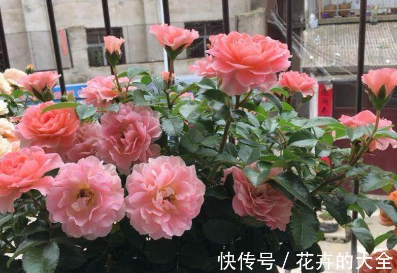 枝干|微型月季“香香公主”，花期长又皮实，花朵色多量大香味浓