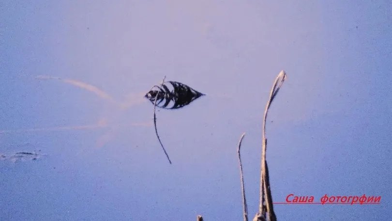 民盟！飞向天空的鱼