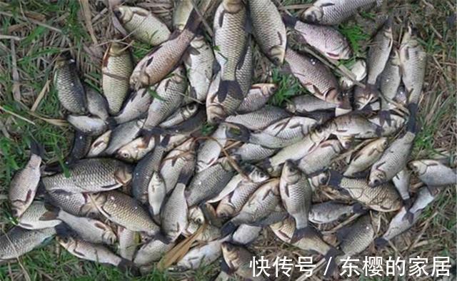 米饭粒|秋天野钓大鲫鱼，传统钓才是“王者”，其他钓法都比较“渣渣”