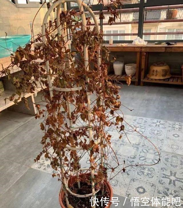 花一变这样，就是休眠了，赶紧换个地方养！花一变这样，就是休眠了，赶紧换个地方养！
