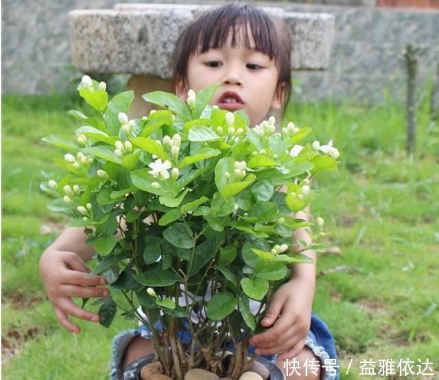 想要“茉莉花”开花多,做好“三点”,轻松爆满盆,满屋飘香
