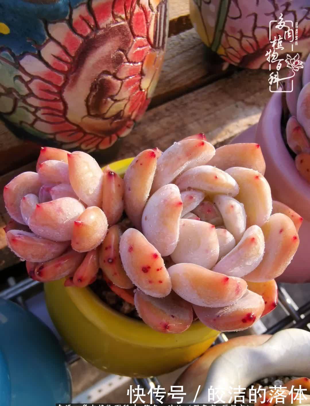 百度|我与多肉那些不得不说的故事!