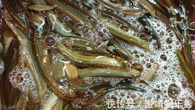 小鱼|还只知道红虫、蚯蚓?钓鱼界的10大荤饵!数数你用过几种