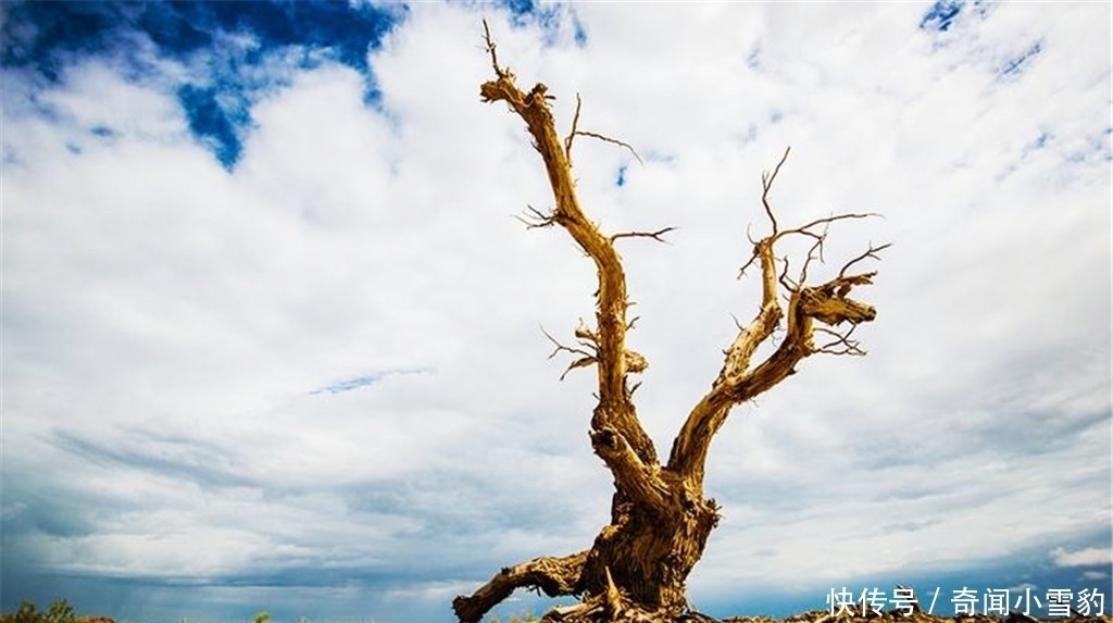 胡杨|塔克拉玛干沙漠有种会装死的树,一遇到水就起死回生,世界罕见