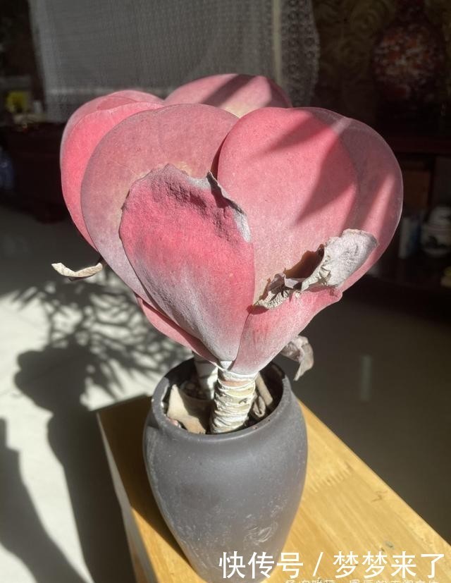 幸福|小小的幸福,多肉露养到秋天的收获