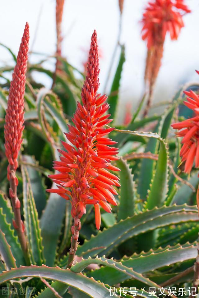 花友|如果你家芦荟长“小尾巴”，别剪掉，请珍惜，比较少见