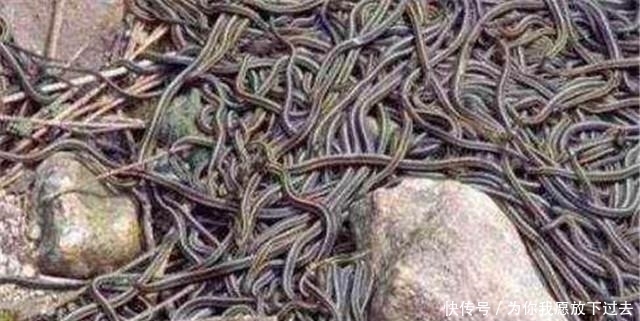 特大|1983年蛇灾前因后果：特大洪水让蛇无家可归，居民以为有天灾发生