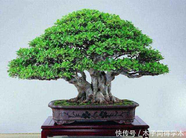 养花做好5步,新手变高手,养花不愁!