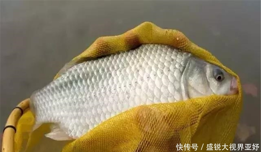 钓鱼有口打不中,除了重新调漂,钩、线、饵也需自查