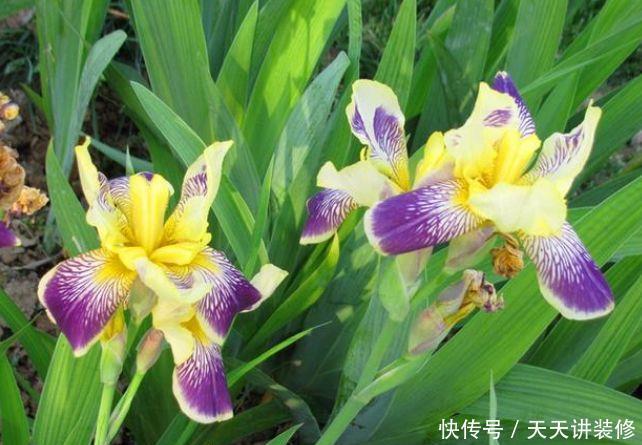 养花就养个花期长的,花大色艳,花朵粉嫩丰腴,绚丽夺目