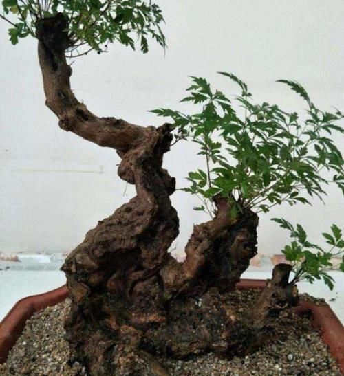 疙瘩树|山上2种“疙瘩树”,苍劲古朴、树姿优美,经常被用来做盆景