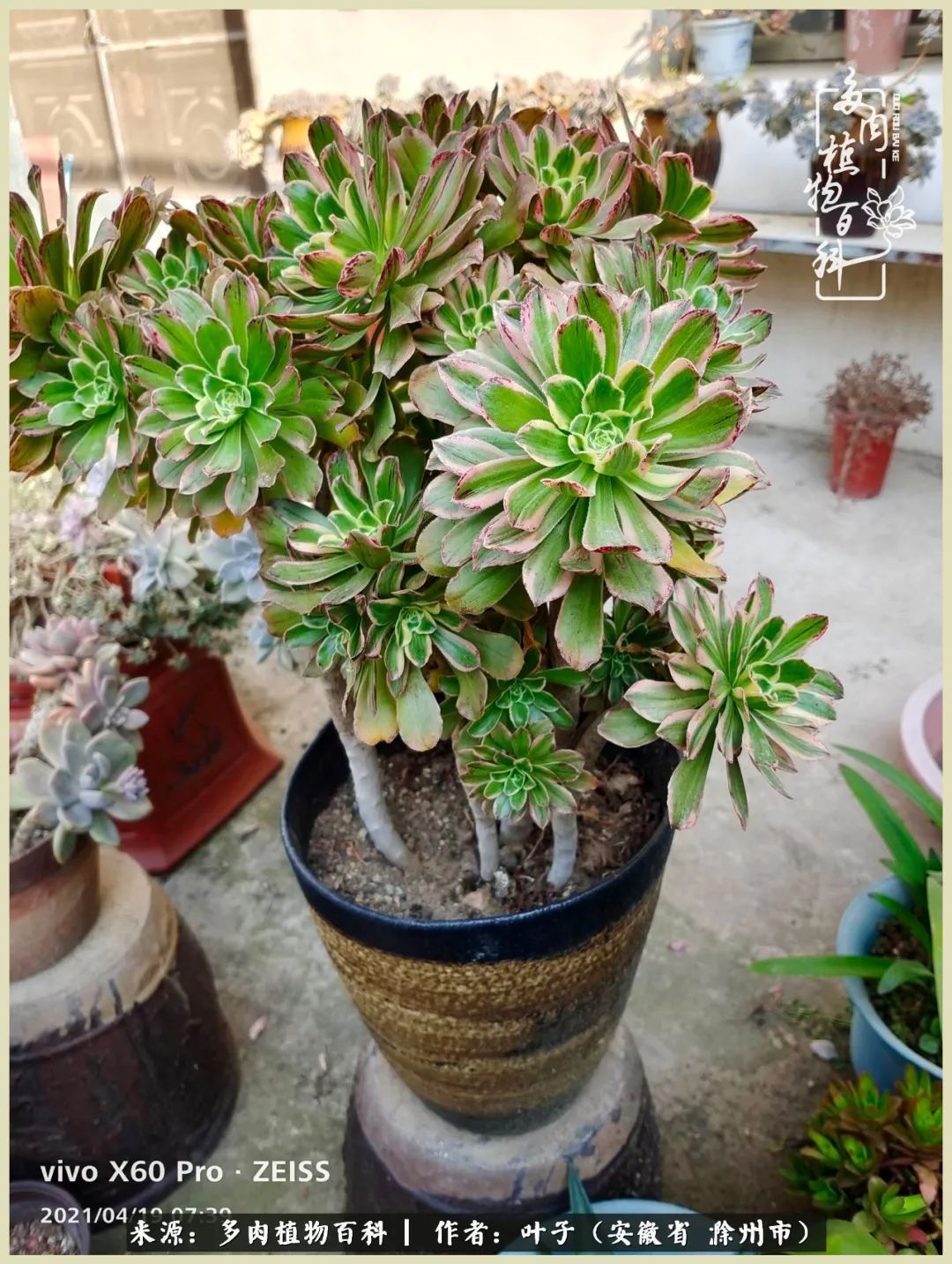 多肉相伴的美好时光，对多肉已是痴迷入骨！