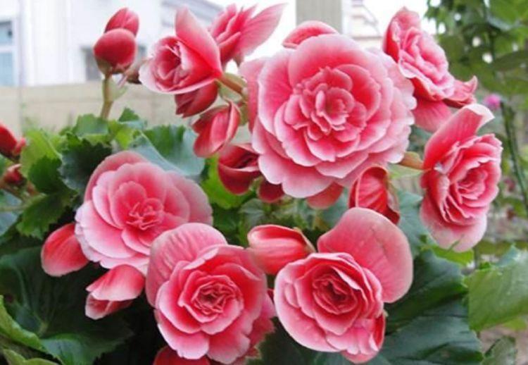 居家就养此款花卉,不闻不问,非常壮观,很容易就养成花海