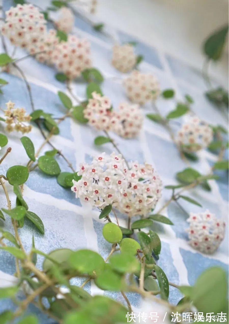 非洲堇|这花送人,只用送一片叶子,插土就活不心疼!