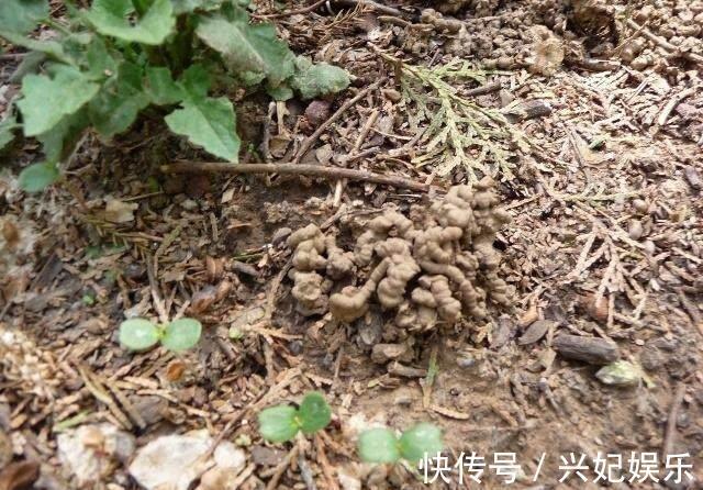 君子兰|去散步捡点它,往君子兰盆里一放,10年不烂根花开不断年年爆盆