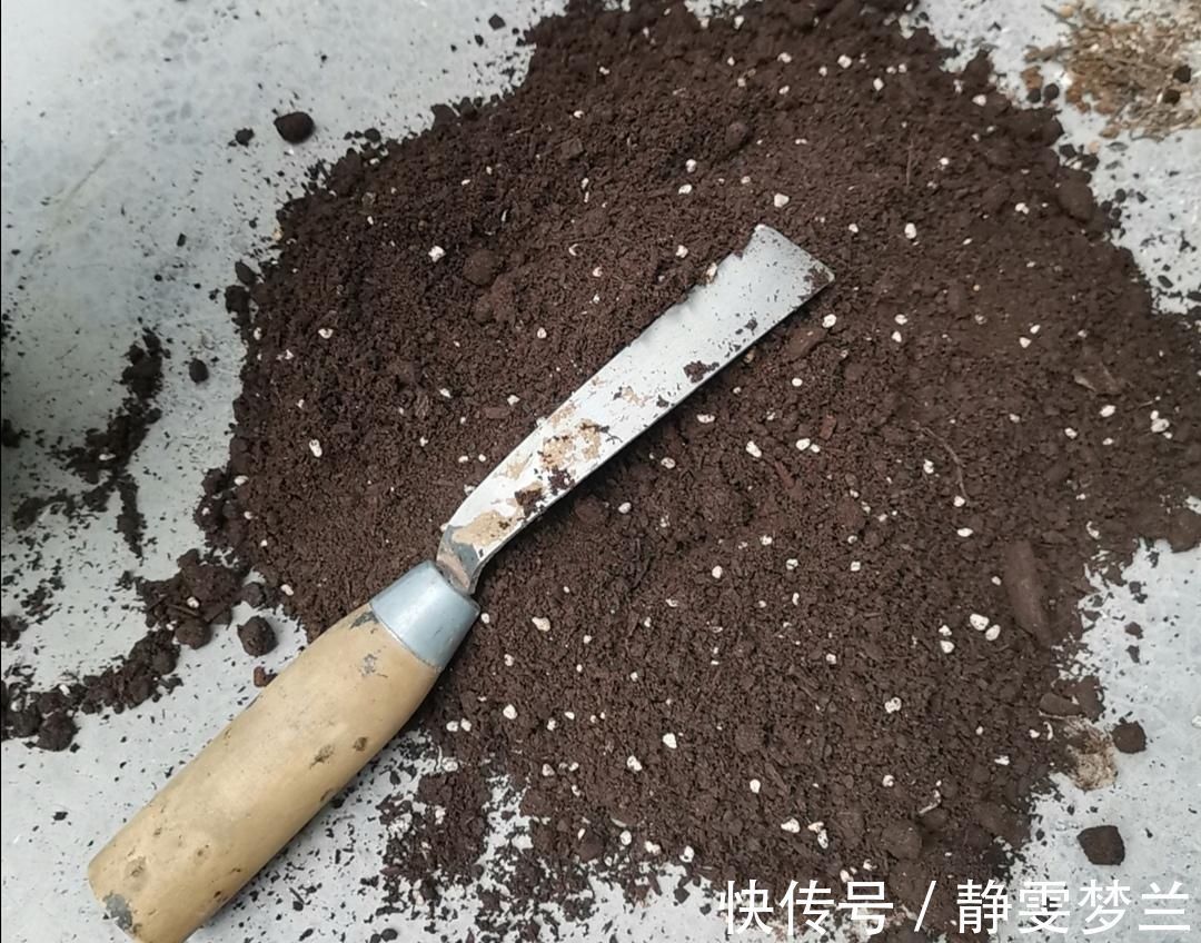 养分|旧花土不要扔，简单处理，掺上几种料，又成很好的“营养土”