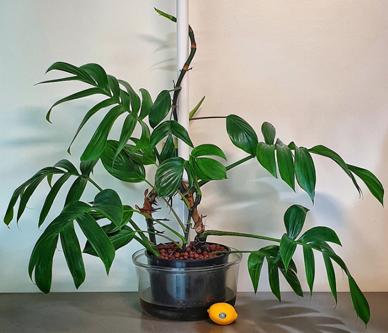 叶片|13种耐阴花卉,光照不佳也能生长良好,枝繁叶茂,美丽如画