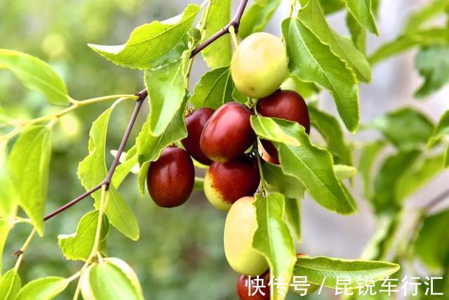 院子里有空地就种这“三种树”,没地挤挤也要种,寓意深远还旺家