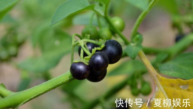 野果|农村1种野果是风湿“克星”1年结1次,常吃关节炎“一去不回”