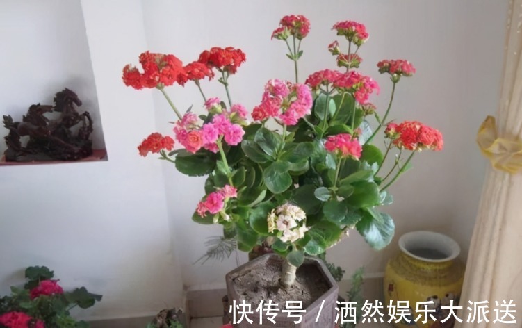 养长寿花,掌握住这4个技巧,才会花开艳丽又数量巨多