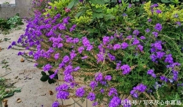 路边看见1种花,扯根枝条带回家,遇水就生根,盆栽特漂亮