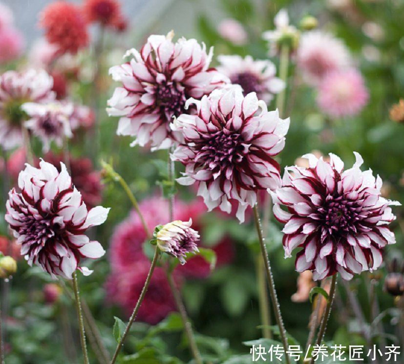 花园|它是花园的“顶梁柱”,从春开到秋,从来不嫌累,关键是好养