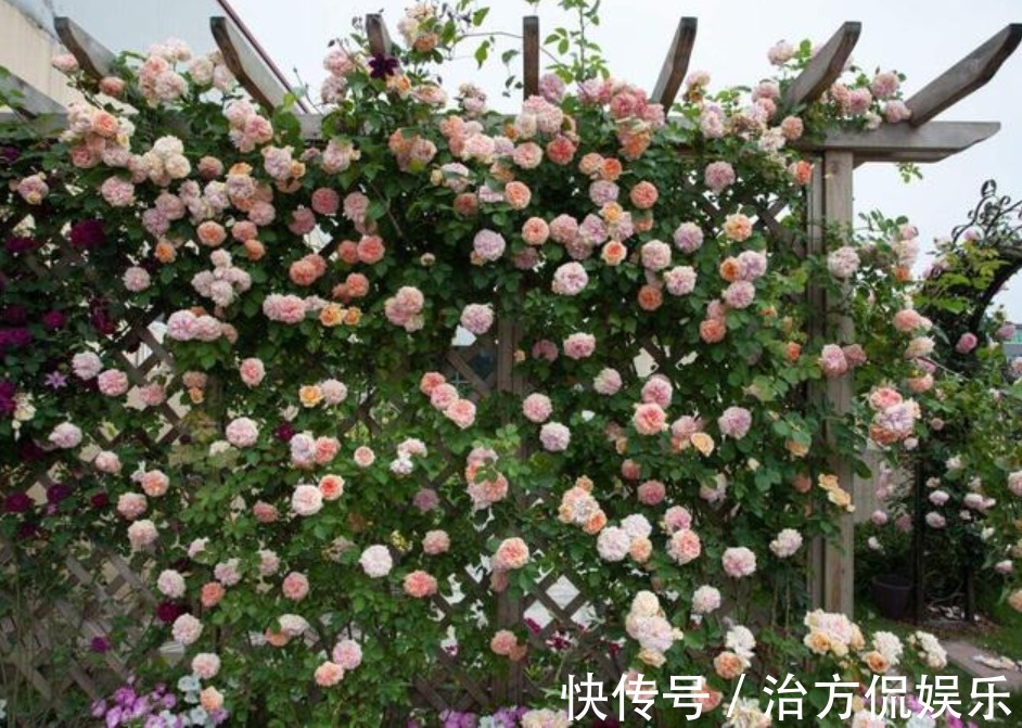 花卉盆栽|养藤本月季，牢记3点，猛长3米长，呼呼“爬满墙”，一片花海！