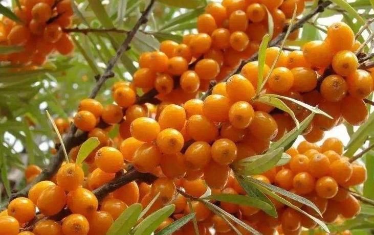 初春养生正当时，推荐三种食物，可以补血润肤，不容错过