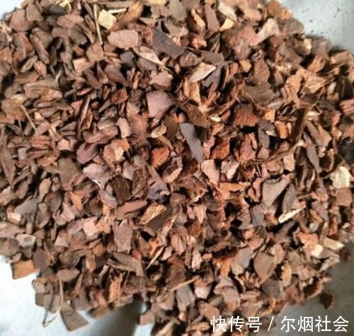 长势缓慢的马齿苋,涂点“自制的生长液”,叶子如玉