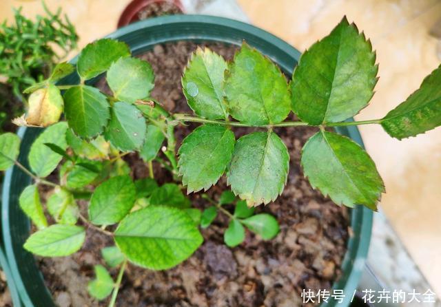 养花不懂浇水,盆里插上这“宝贝”,浇水心里有数,花儿呼呼开花