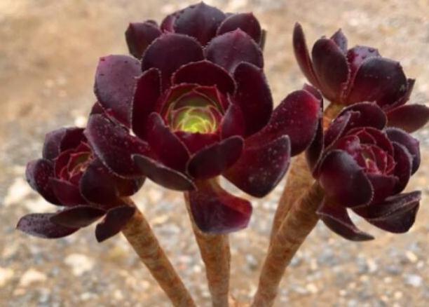 冬季养多肉怎么浇水好,什么情况下需要断水,3个方法解决