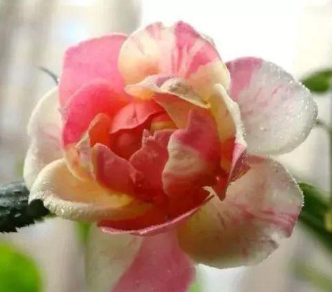 冬天入手4种花,越晒开花越多,四季开花不断,美极了