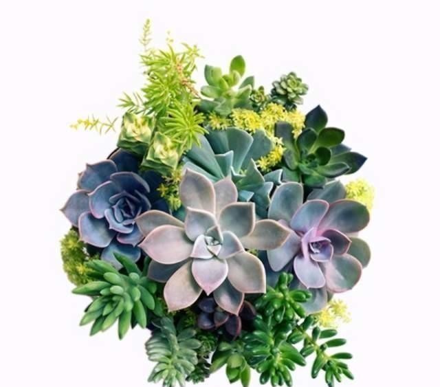 养护|紫乐多肉不一般，颜色漂亮又好养，冬天打理好了还能变成老桩