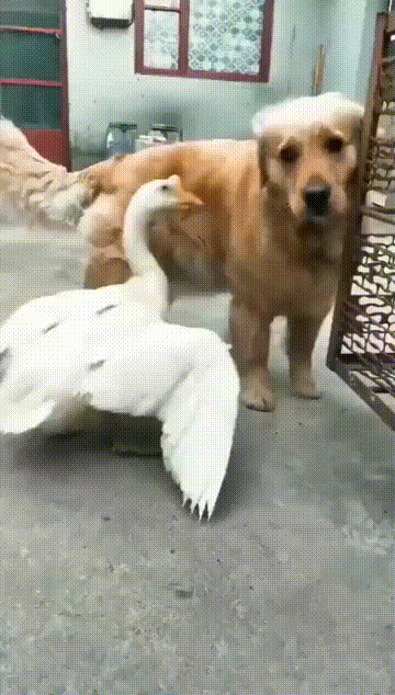 劳动|搞笑GIF:劳动人民的智慧是无穷的