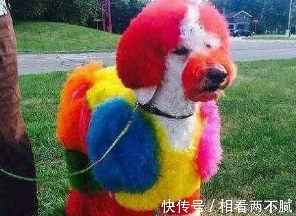 |搞笑图片幽默段子笑话:哈哈,可怜的狗狗啊,被画得不像样了