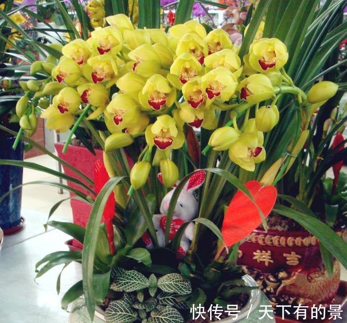 花盆|夏季超值款兰花:大花蕙兰,冬春爱开花,养一株香一室