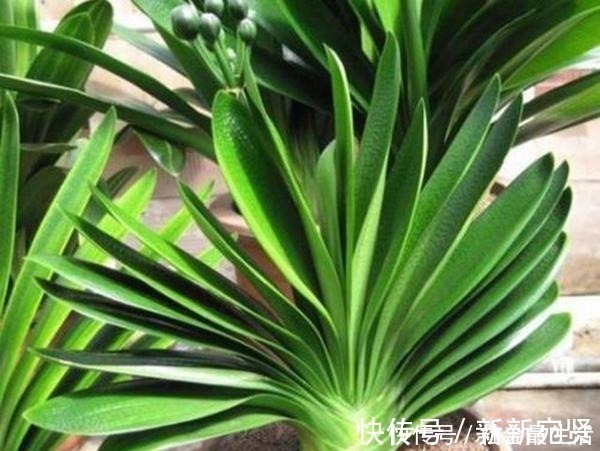 废油|给君子兰加点营养,长出大白根开花呼呼旺,开花也多了!