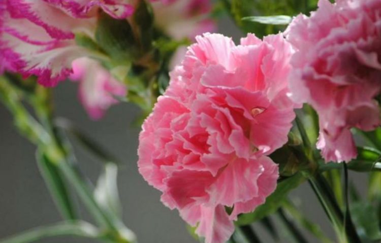 家里就养4种花，给点阳光就灿烂，花开媲美玫瑰，花朵姿态万千