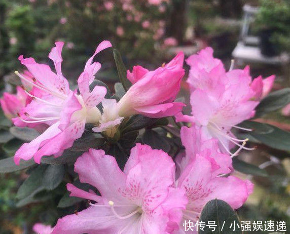 叶片|刚买回来的杜鹃栀子花,叶片泛黄发蔫,学会这几招就可以恢复