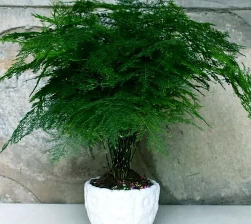  盆栽|冬天，室内的文竹盆栽呼呼地黄叶该怎么办？哪里操作不当了？