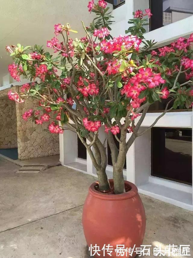 沙漠玫瑰|进入深秋，4种花要“旱着养”，水浇多了就烂根，真是帮倒忙