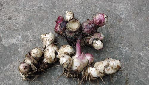 加工|亩产可达万斤，常用来提炼味精，炖鸡吃还可安神，现在很少见了