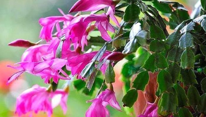 养花就养这几款，花朵小巧玲珑，家里富贵又幸福