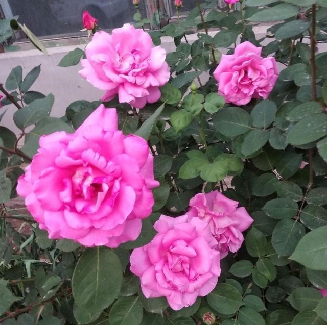 扦插最佳时期到了，有这花赶紧插，沾土就能活！