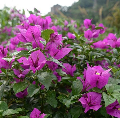 养护三角梅,我们就做好这“4点”养起来简单,开花漂亮