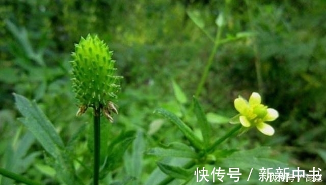 茴茴蒜|这草长得很像艾草,若是遇到请别采摘,农民称它“野桑葚”