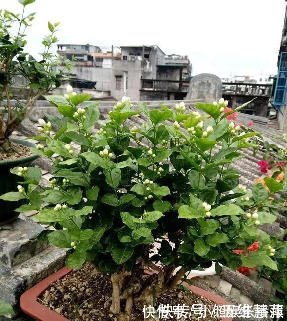 米兰花|这6种花儿爱吃酸,每月1勺“酸水”,花苞满盆看不见叶