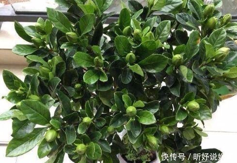给栀子花喝口“甜水”,叶不黄根不烂,一次能长20个花苞!