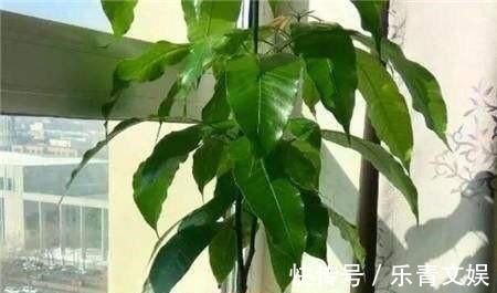 籽儿|两种果子吃完,籽儿撒在花盆里,长出漂亮盆景,一两年枝子挂满果